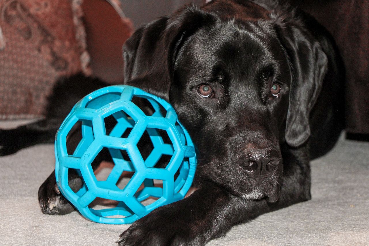 Canine colour perception: Why blue and yellow toys are safer for your dog