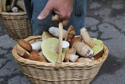 Ogromny wysyp u sąsiadów. Nie wiedzą, co robić z grzybami