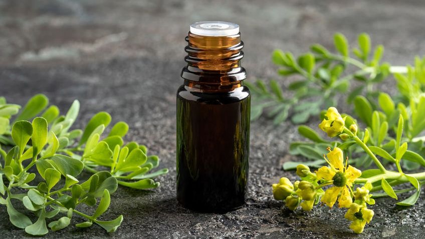 Ruta zwyczajna jest rośliną, która dzięki swoim właściwościom znajduje zastosowanie w kosmetyce i kuchni oraz medycynie.