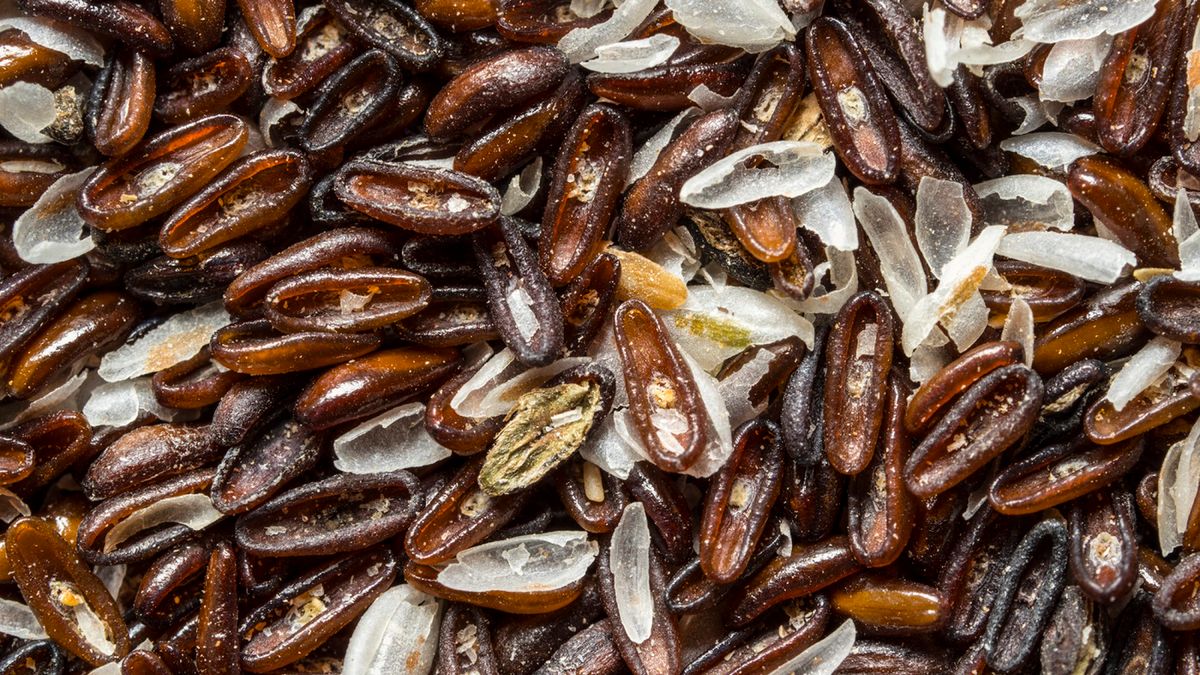 Babka płesznik jest naturalnym środkiem na biegunki i zaparcia