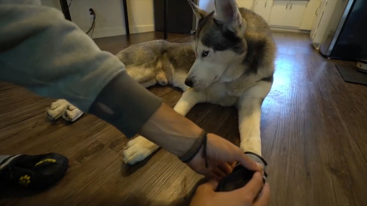 Co zrobić sól nie raniła psich łap?