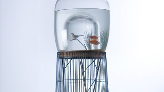 Klatka dla rybek czy akwarium dla ptaszków? 1