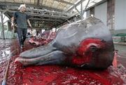 Japonia zawiesza polowania na wieloryby