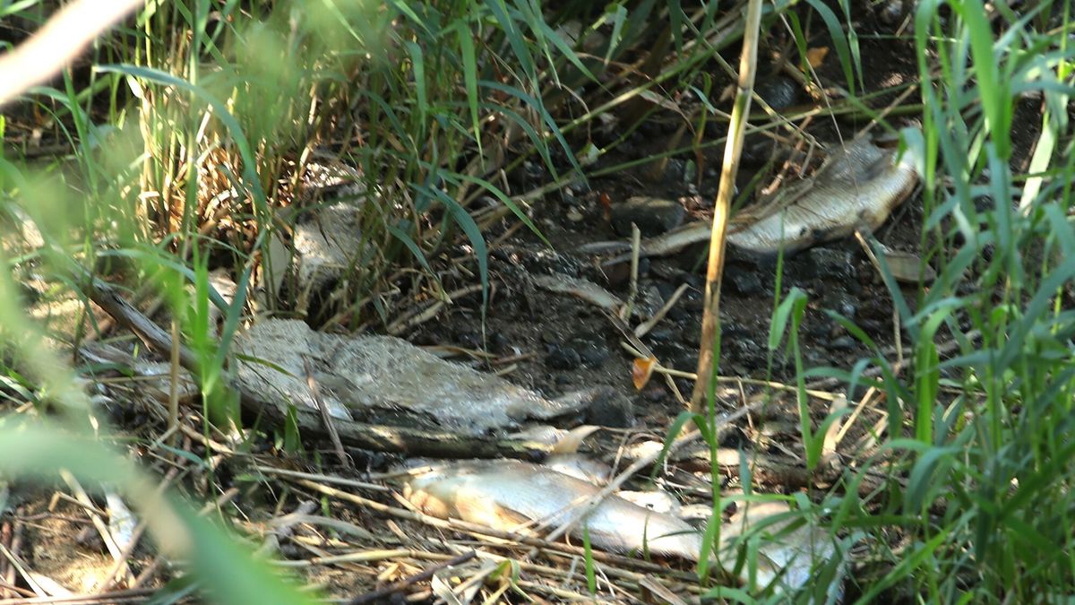 Katastrofa ekologiczna na Odrze