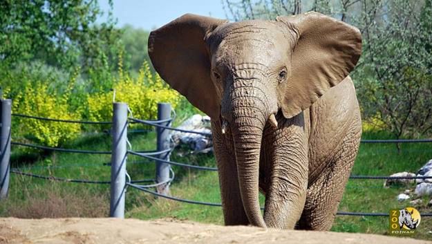 Poznaniacy pożegnają słonia. Władze zoo apelują, aby przynieść dla niego prezenty