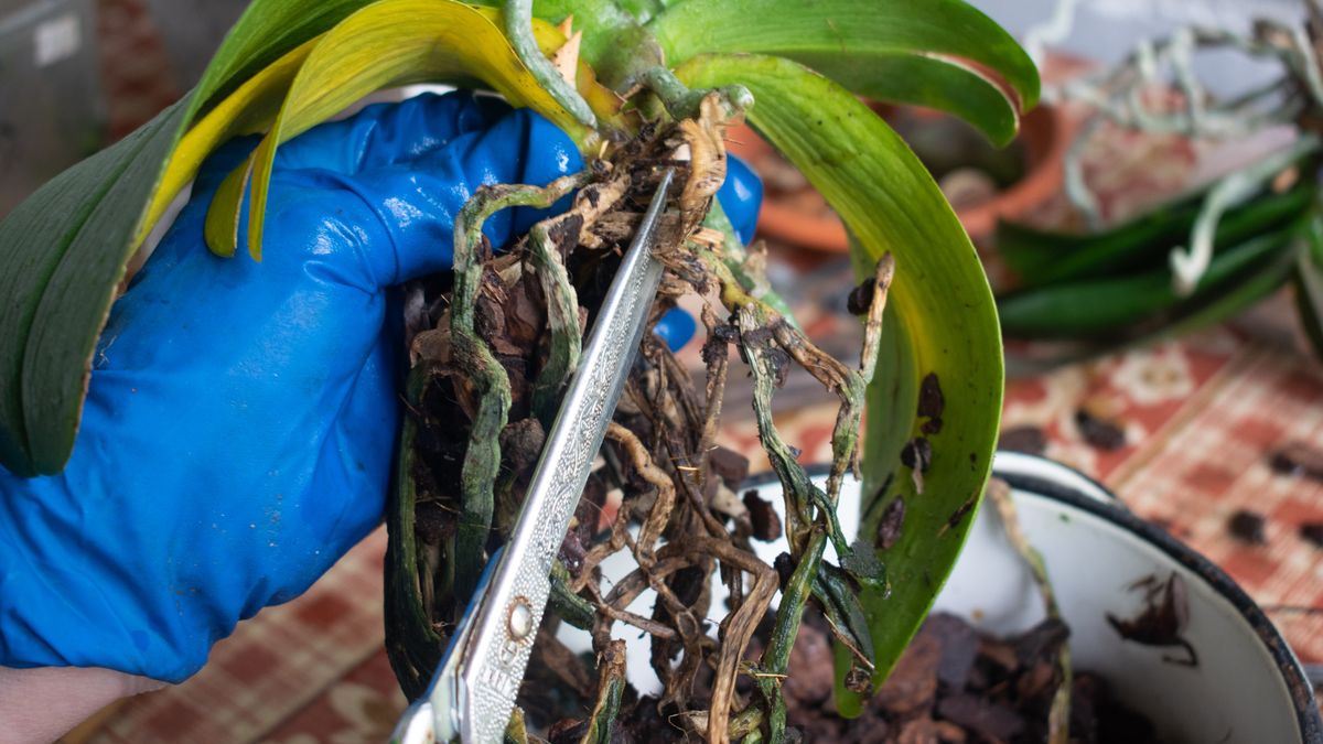 Przycinanie storczyka