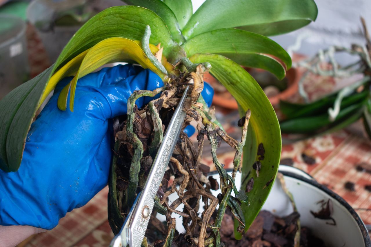 Zurückschneiden von Orchideen