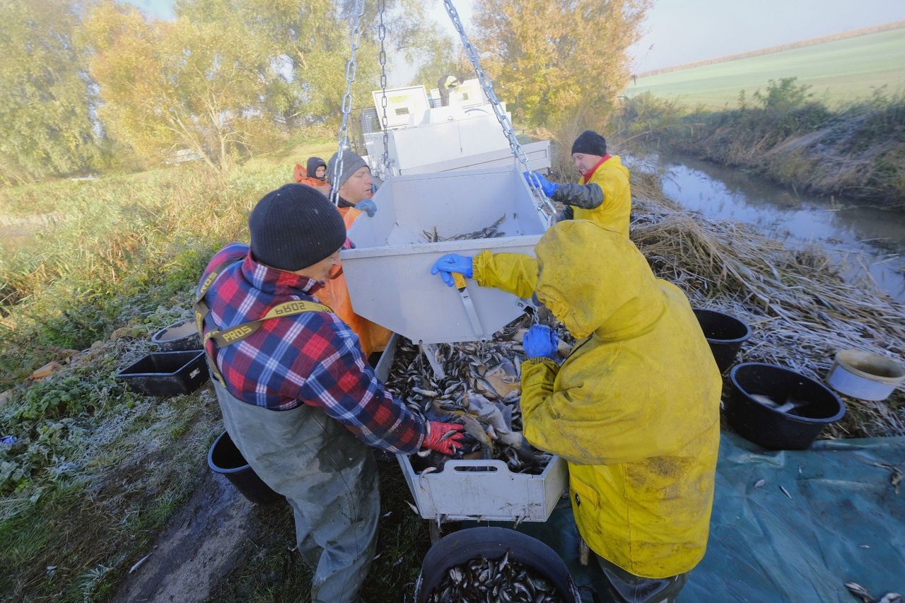 Zaczyna się jesienny połów karpi. Jakie ceny za kilogram karpia na Wigilię 2025 roku? W tym roku ma być inaczej