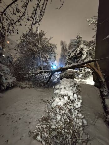 Konin: Mokry śnieg łamał drzewa i linie energetyczne. Trudna noc dla służb
