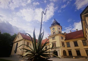 Agawa w Tarnobrzegu zakwita po wielu latach. Mieszkańcy czekają na to wyjątkowe zjawisko. Zobacz