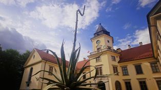 Agawa w Tarnobrzegu zakwita po wielu latach. Mieszkańcy czekają na to wyjątkowe zjawisko. Zobacz