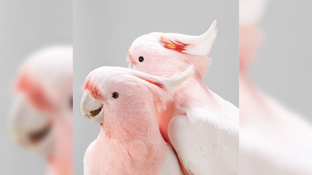 Najpiękniejsze portrety papug, jakie widzieliśmy. Wyglądają jak ludzie! 1