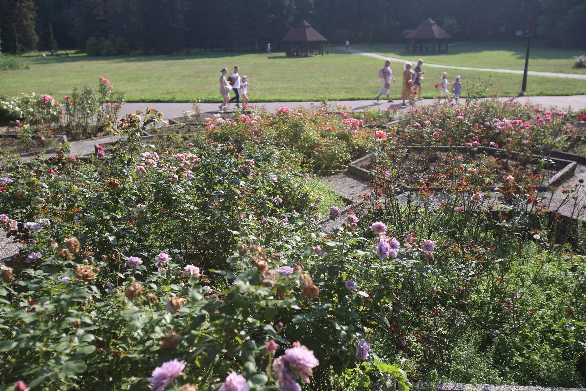 Rosarium w Parku Śląskim przejdzie metamorfozę