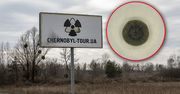 Odkrycie w Czarnobylu. "Grzyb zjada promieniowanie"