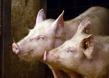 Biłgoraj: ASF w powiecie. Wprowadzono strefy ochronne