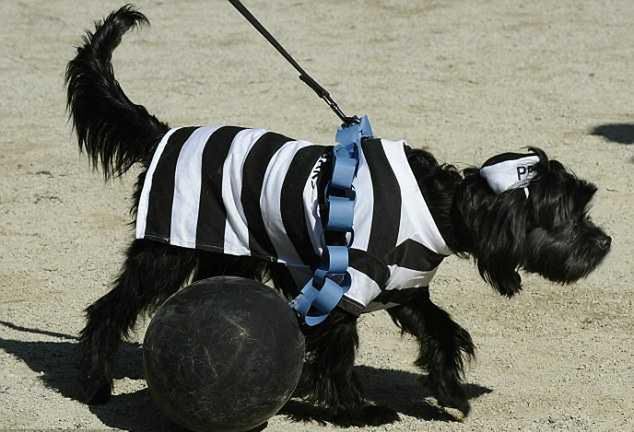 15 najciekawszych psich przebrań na Halloween 6