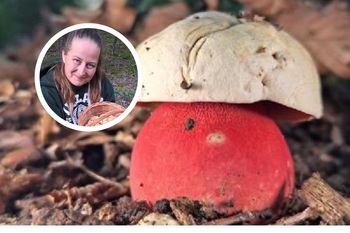Grzyboznawcy chwalą się jego zdjęciem. Spotkanie z nim w lesie wywołuje dreszcze