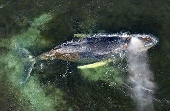 Wieloryb Timmy u wybrzeży Niemiec. Jest przełom