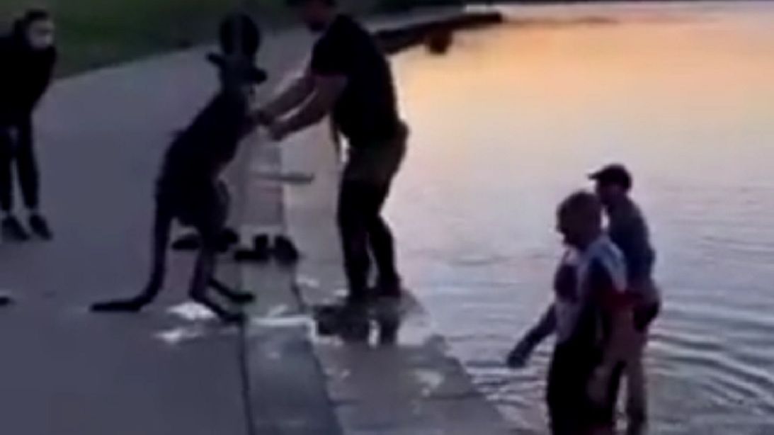 Kangur z wdzięczności podał łapę swojemu wybawicielowi. 