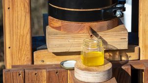 Olejek cedrowy – właściwości, działanie i zastosowanie w kosmetyce