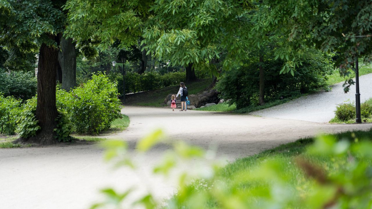 Wrocław. Miasto coraz bardziej zielone. Będą nasadzenia drzew w nowych miejscach