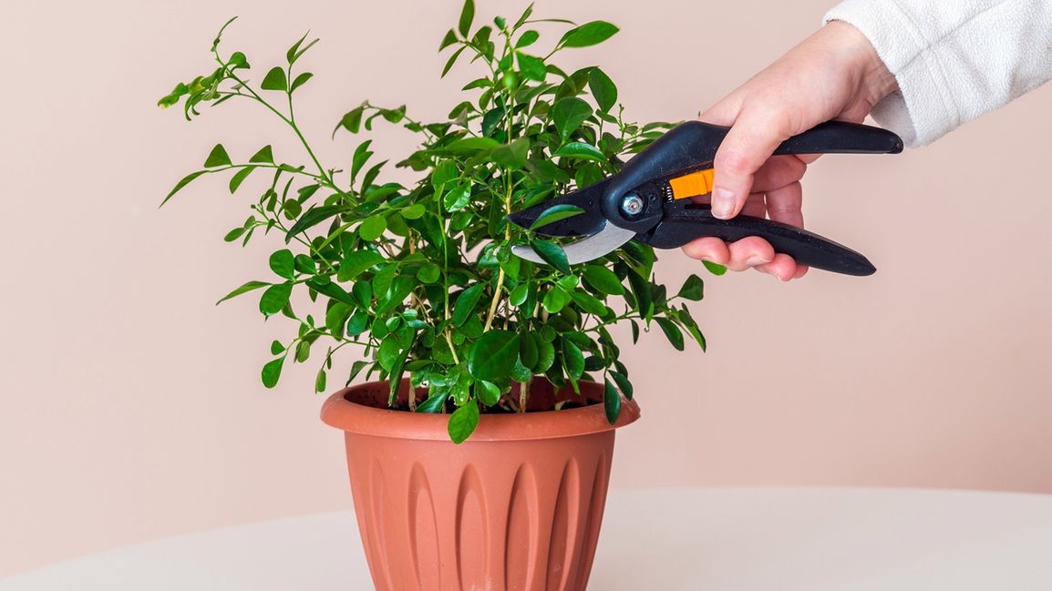 Kwiaty doniczkowe - dzięki tym gadżetom ich pielęgnacja będzie łatwiejsza 1