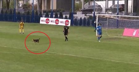 Niespodziewany gość na boisku. Pies skradł show piłkarzom