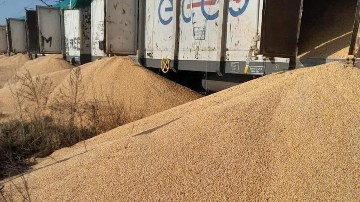 Wysypana kukurydza w Kotomierzu