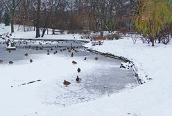 Makabryczny widok w Poznaniu. Mieszkańcy przerażeni