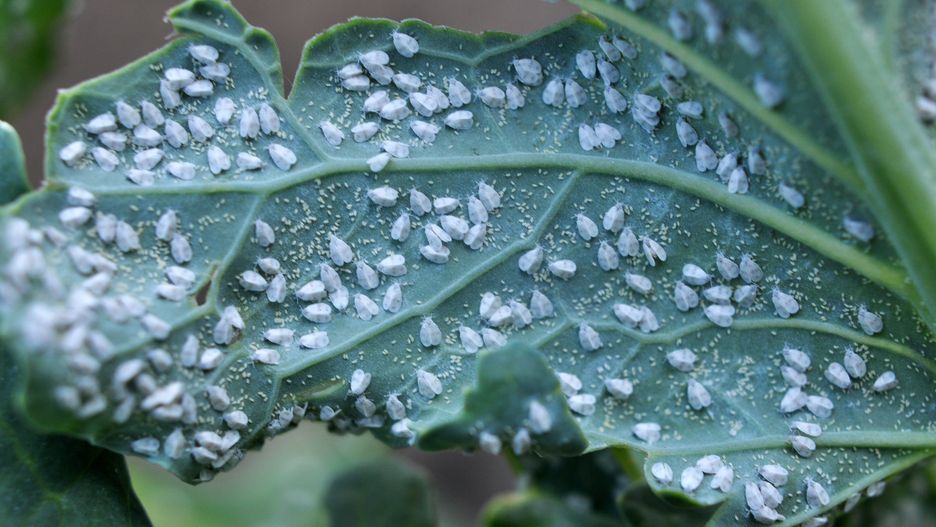 Very harmful butterfly whitefly  (Aleyrodes proletella) on the plant
Orest Lyzhechka
whitefly, aleyrodes proletella, pest, insect, butterfly, means of protection, agriculture, leaf, agriculture, damage, larva, cabbage, kale, garden, bug, fly, nature, wildlife, summer, gardening, pests, cauliflower, collards, animal, plant, background, close-up, hemiptera, greenhouse, horticulture, plague, flora, fauna, pupa, wild, adult, population, entomology, aleyrodes brassicae, macro, whiteflies, parasite, green, whitefly, aleyrodes proletella, pest, insect, butterfly, means of protection, agriculture, leaf, damage, larva, cabbage, kale, garden, bug, fly, nature, wildlife, summer, gardening, pests, cauliflower, collards, animal, plant, background, close-up, hemiptera, greenhouse, horticulture, plague, flora, fauna, pupa, wild, adult, population, entomology, aleyrodes brassicae, macro, whiteflies, parasite, green