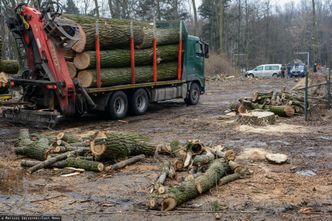 Sprzedaż drewna. "Firmy mogą nie doczekać zmian"