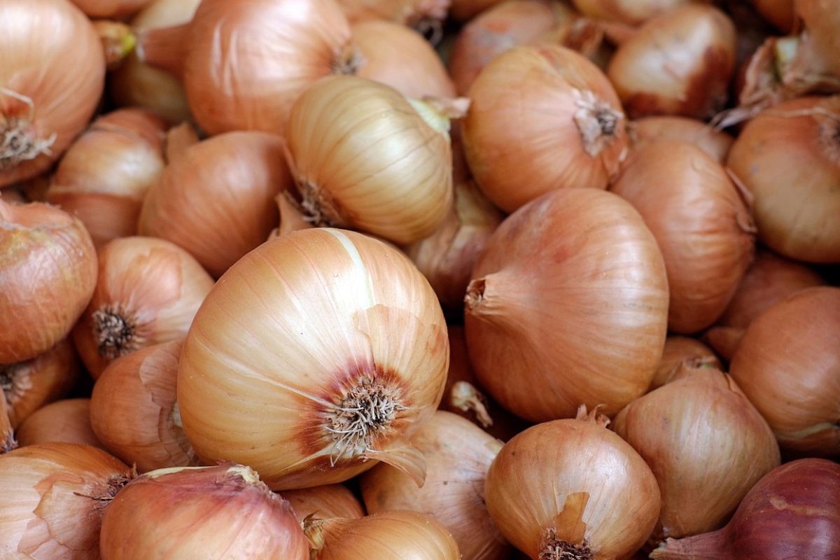 Onion skins are a source of valuable quercetin.