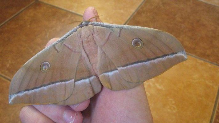 Zmieniamy jedwabnika w... cyborga 1