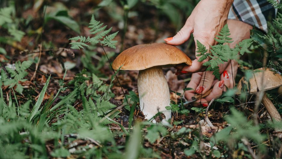 Grzyby w listopadzie. Te gatunki można zbierać na koniec sezonu