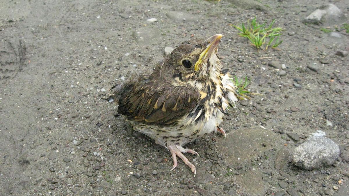 Badania wykazały, że beton wpływa na zmniejszenie liczby ptaków