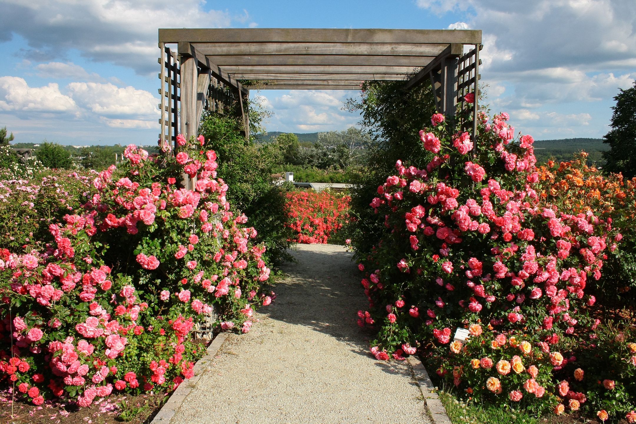 róże, pergola, ogród, różowy, droga, ogrodnictwo, rozarium