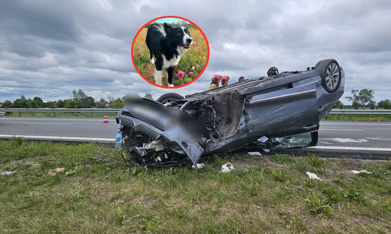 Samochód dachował, pies zniknął. Właściciel apeluje o pomoc