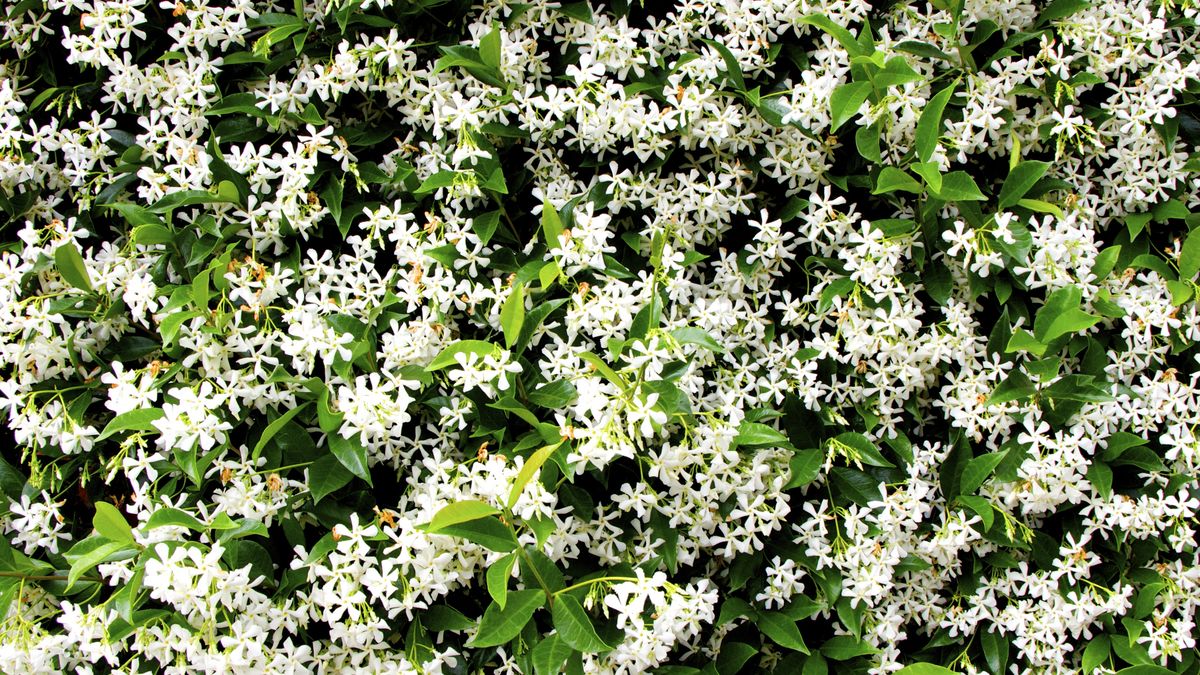Lots of jasmine flowersLarge bush with lots of jasmine flowers was taken in the city of Milpitas, California, USA; spring 20168c061bbf_466Large Group of Objects, Jasmine, Flowerbed, Backgrounds, Freshness, White, Green Color, Nature, Horizontal, Leaf, Bush, Flower, Plant, Springtime