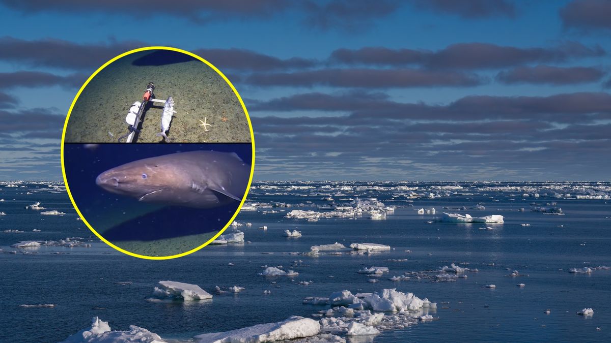 W oceanie arktycznym pojawił się rekin 