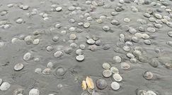 Piaskowe dolary w stanie Oregon. Tysiące tajemniczych organizmów wyrzuconych na plaży