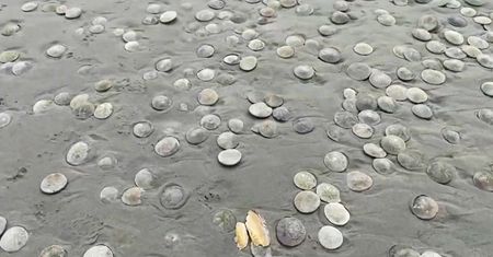 Piaskowe dolary w stanie Oregon. Tysiące tajemniczych organizmów wyrzuconych na plaży