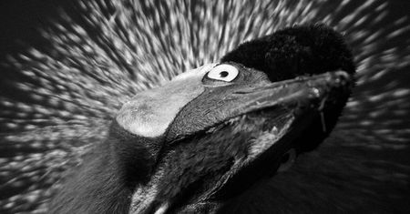 Laurent Baheux ujął charakter Afryki w czarno-białych portretach zwierząt