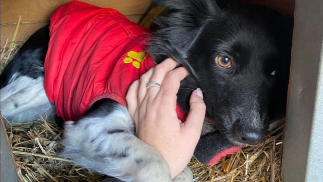 Pies został skradziony ze schroniska w Kaliszu 