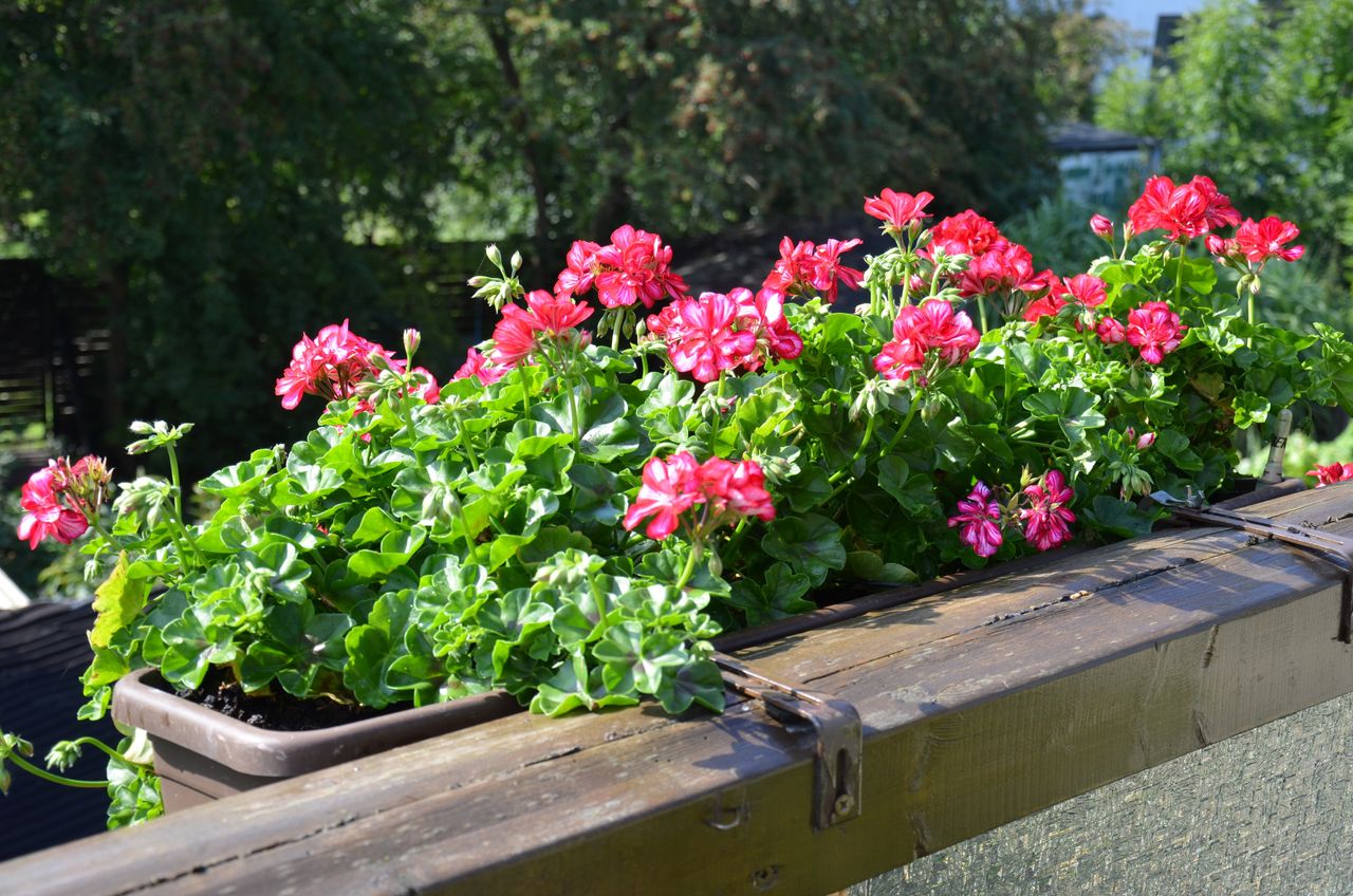 Wlej do pelargonii. Będzie uginać się od kwiatów