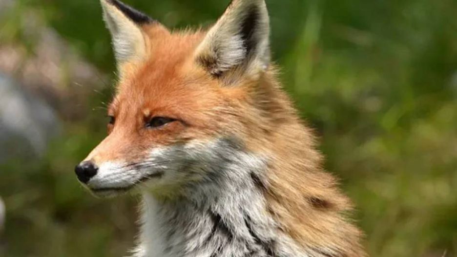 Wścieklizna znów groźna. GLW: 12 ognisk choroby w 2025 roku  