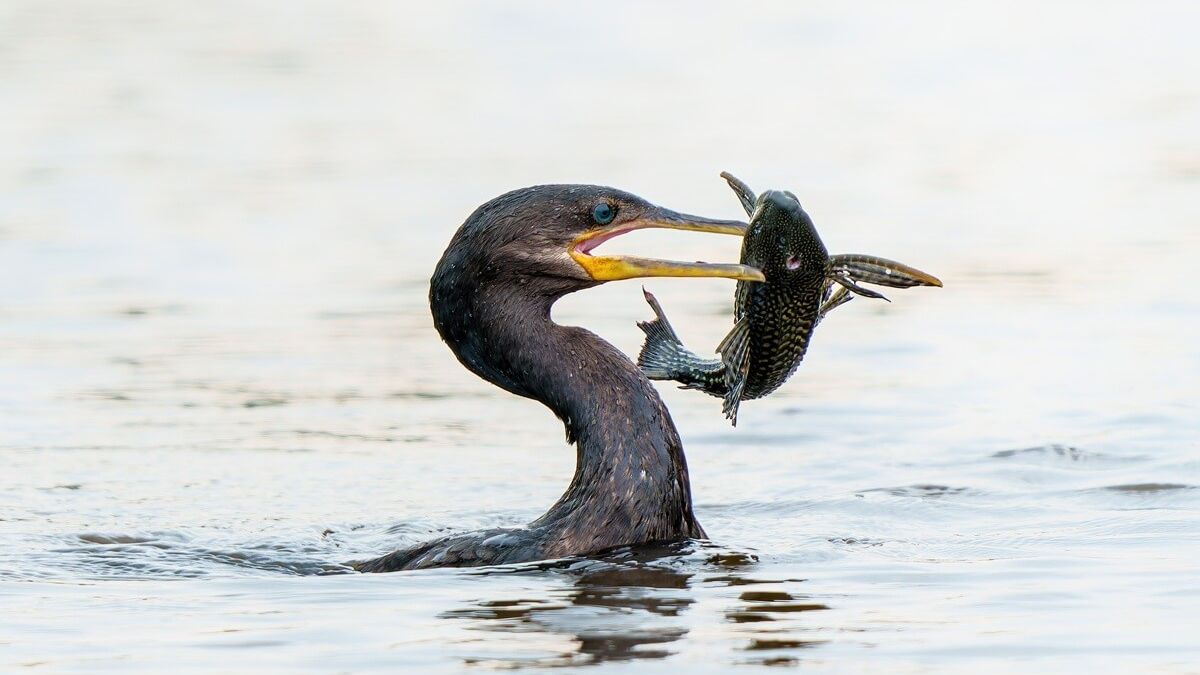 Kormoran trzymający w dziobie rybę
