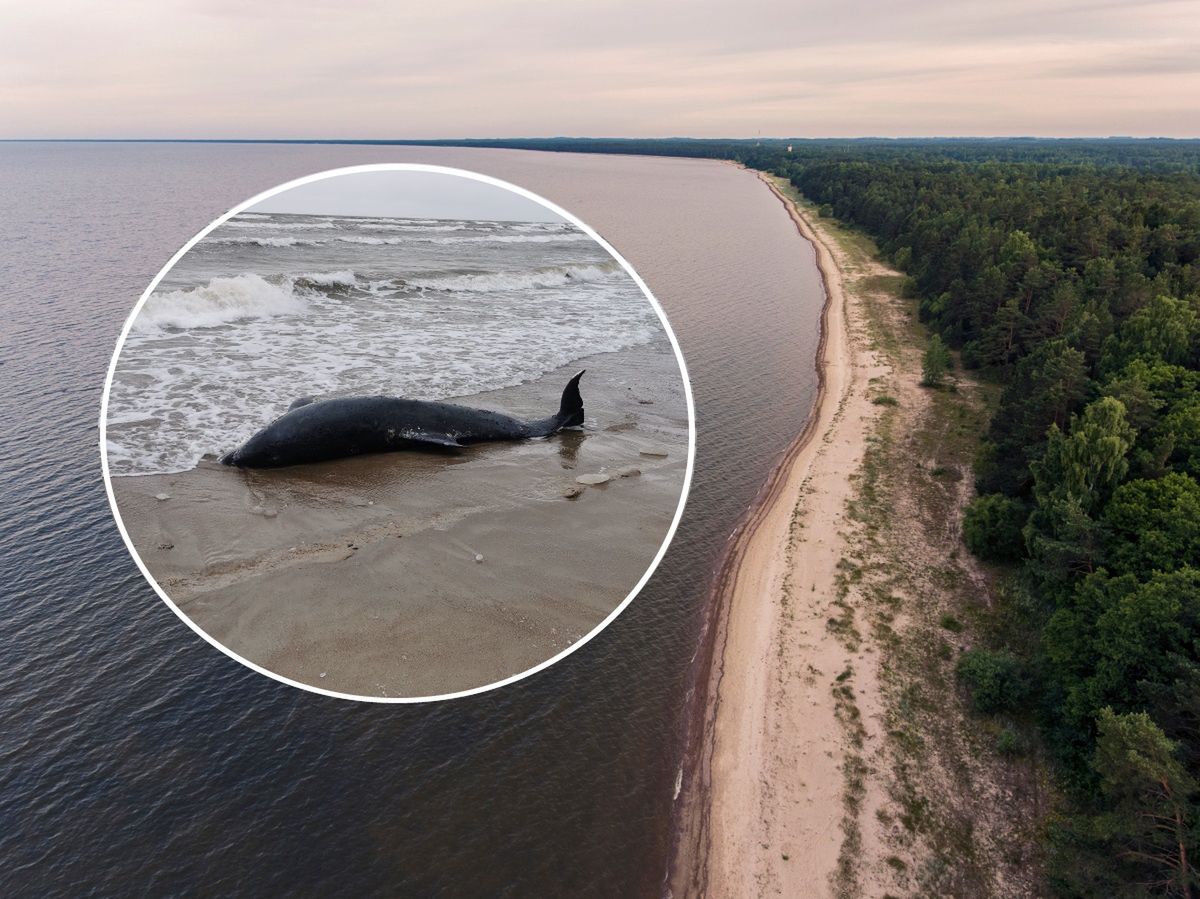 Martwy delfin na bałtyckiej plaży