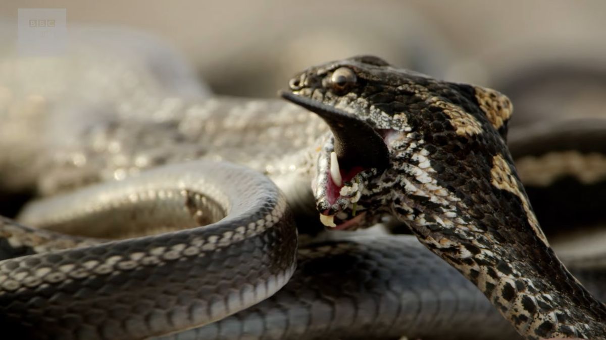 Zdradzamy sekret, jak BBC nakręciło scenę z uciekającym legwanem 1