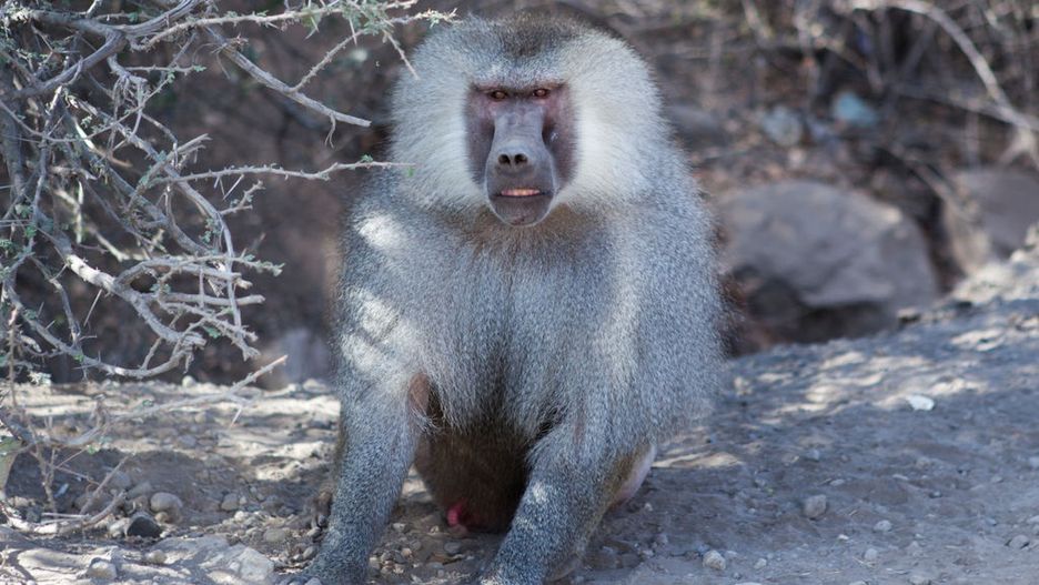 Pawian