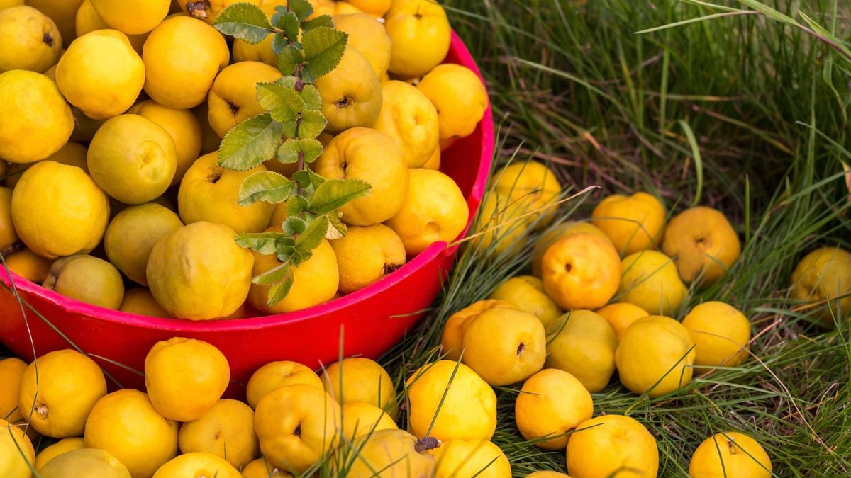 Nalewka z pigwy jest nie tyko pyszna, ale i zdrowa. 